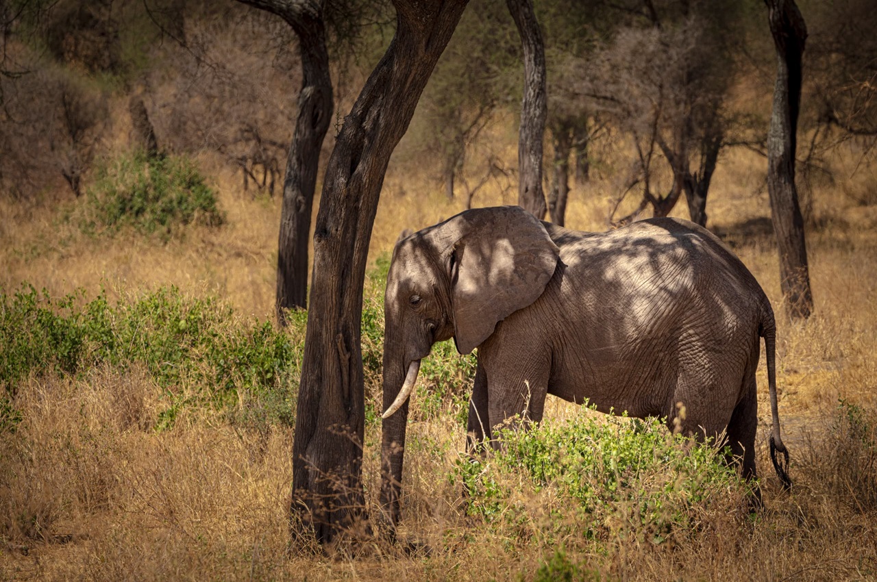 Rain-Kissed Serengeti: A Journey Through the Green Season
